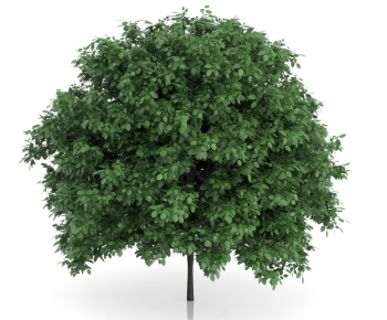 Modern Tree/shrub/grass-ID:700081785