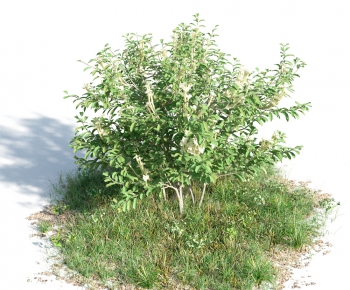 Modern Tree/shrub/grass-ID:916046749