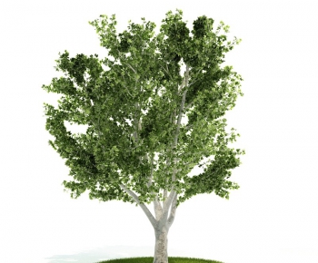 Modern Tree/shrub/grass-ID:703180965