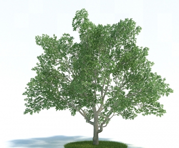 Modern Tree/shrub/grass-ID:554252625