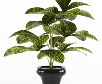Modern Potted Green Plant-ID:497520417