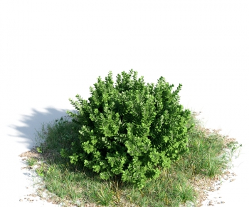 Modern Tree/shrub/grass-ID:702634966