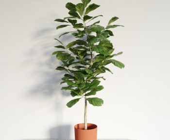 Modern Potted Green Plant-ID:381228178