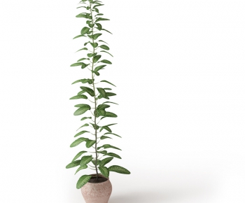Modern Potted Green Plant-ID:459201492