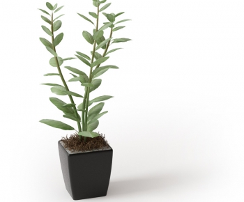 Modern Potted Green Plant-ID:462890422