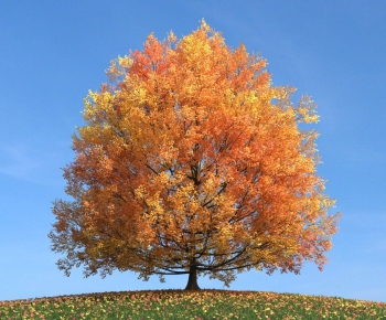 Modern Tree/shrub/grass-ID:356717851