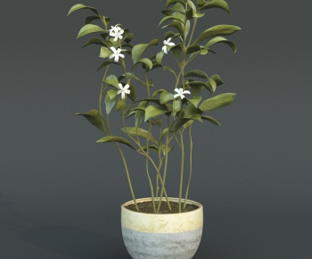 Modern Potted Green Plant-ID:970184366