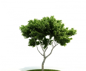 Modern Tree/shrub/grass-ID:474997499