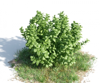 Modern Tree/shrub/grass-ID:975459529