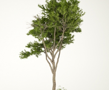 Modern Tree-ID:596244769