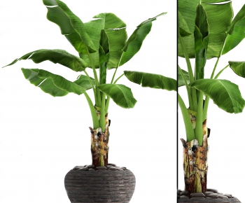 Modern Potted Green Plant-ID:490331514