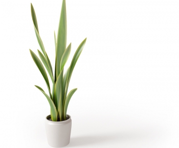 Modern Potted Green Plant-ID:584227148