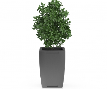 Modern Potted Green Plant-ID:962525677