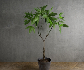 Modern Potted Green Plant-ID:315417259