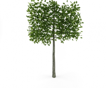 Modern Tree-ID:142006479