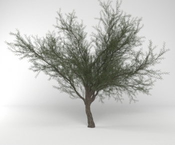 Modern Tree-ID:443616271