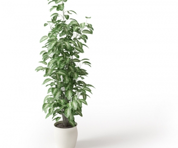 Modern Potted Green Plant-ID:417372759