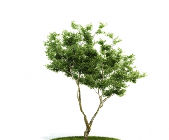 Modern Tree/shrub/grass-ID:423767677