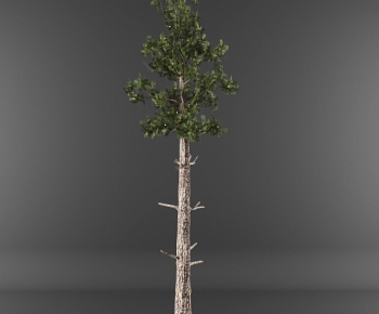 Modern Tree-ID:657204375
