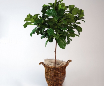 Modern Potted Green Plant-ID:565538874