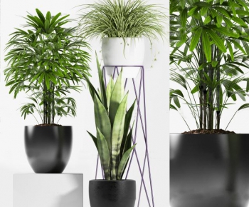 Modern Potted Green Plant-ID:272655241