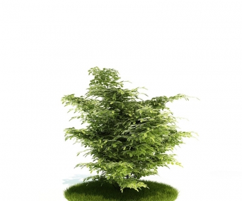 Modern Tree/shrub/grass-ID:465478269