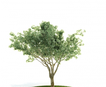 Modern Tree/shrub/grass-ID:641745224
