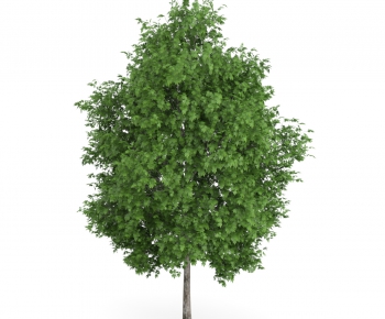 Modern Tree/shrub/grass-ID:152382714