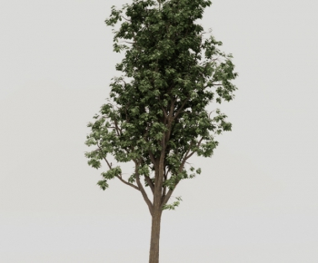 Modern Tree-ID:890400659