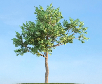 Modern Tree/shrub/grass-ID:205654597