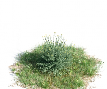 Modern Tree/shrub/grass-ID:717642619