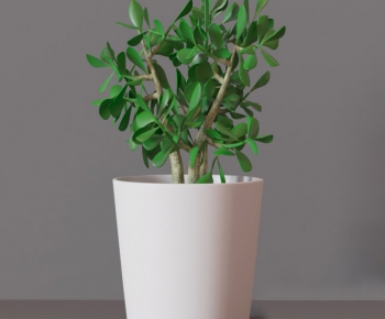 Modern Potted Green Plant-ID:268288752