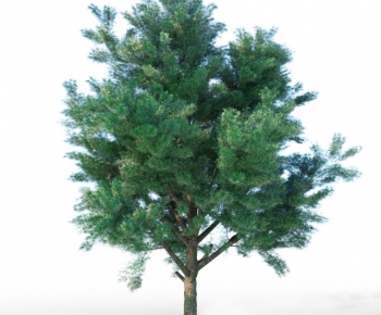 Modern Tree-ID:412620539