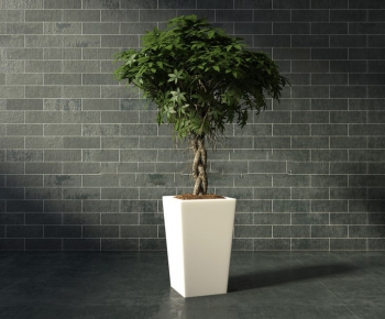 Modern Potted Green Plant-ID:503242865