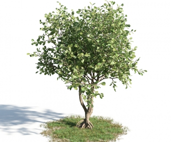 Modern Tree/shrub/grass-ID:934541795