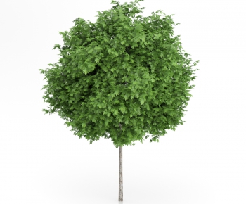 Modern Tree/shrub/grass-ID:583479836