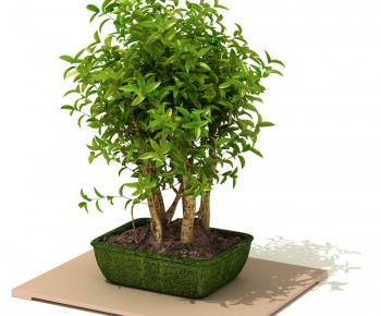 Modern Potted Green Plant-ID:459017114