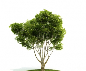 Modern Tree/shrub/grass-ID:381942922