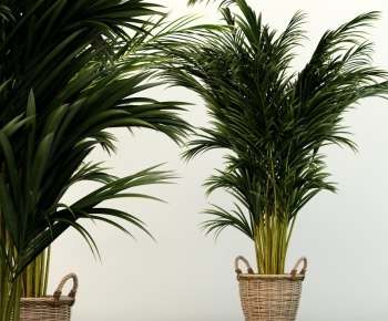 Modern Potted Green Plant-ID:455708575