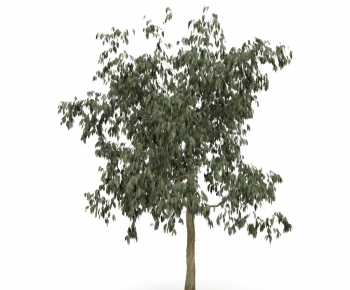 Modern Tree-ID:906236674