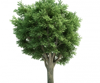 Modern Tree/shrub/grass-ID:483172999