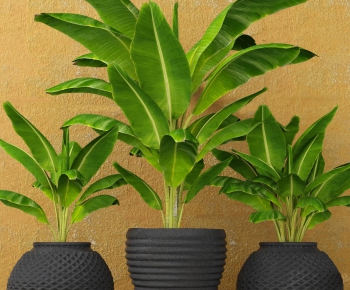 Modern Potted Green Plant-ID:420406271