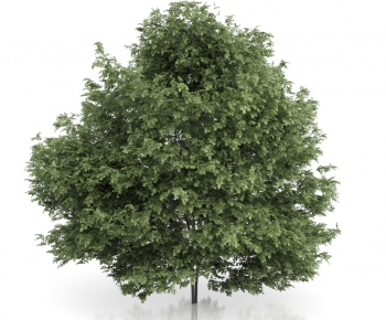 Modern Tree/shrub/grass-ID:137769956