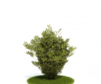 Modern Tree/shrub/grass-ID:416283453