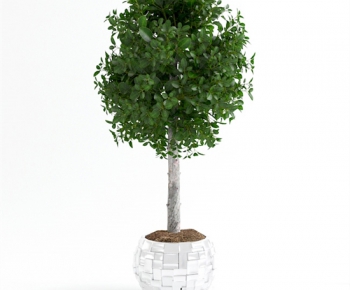 Modern Potted Green Plant-ID:262503144