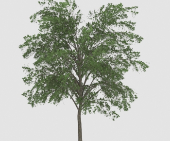Modern Tree-ID:925363719