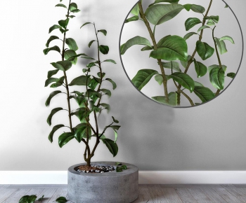 Modern Potted Green Plant-ID:481869459