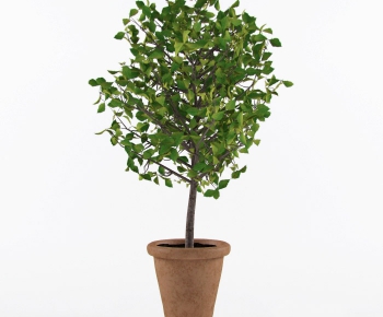 Modern Potted Green Plant-ID:820811746