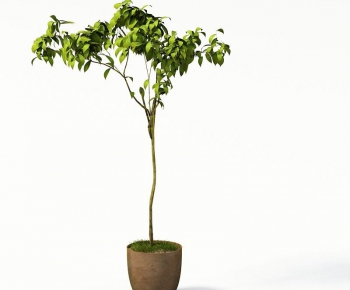 Modern Potted Green Plant-ID:549607181