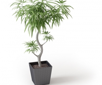 Modern Potted Green Plant-ID:497122872